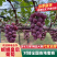 预售妮娜皇后葡萄9月10号开卖，全程有机肥种植，卖相好