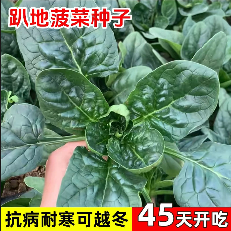 趴地菠菜种子圆叶半塌地黑绿叶厚杂交耐抽苔地大叶菠菜