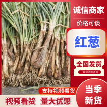 红葱大葱宁夏红葱产地直发品质保障对接全国量大优惠