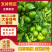 大芬四号蜜桔【大芬蜜橘】特早蜜橘，早熟蜜橘可发往全国！