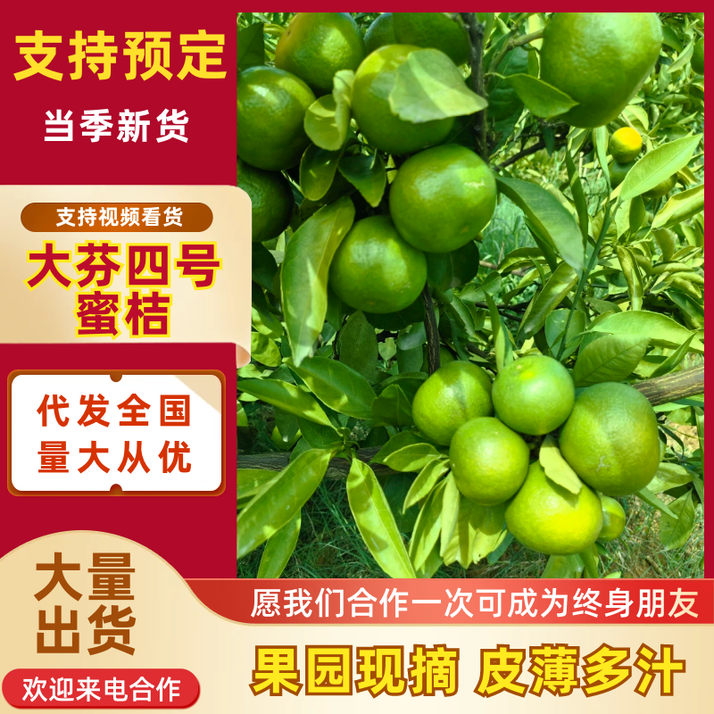 大芬四号蜜桔【大芬蜜橘】特早蜜橘，早熟蜜橘可发往全国！