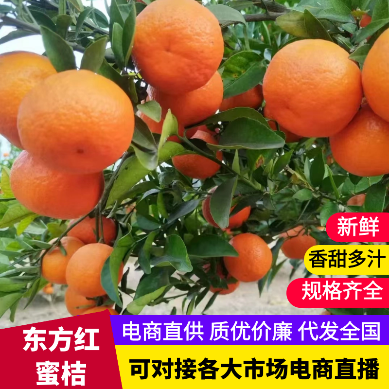精品【东方红蜜桔】世纪红蜜橘，货源充足产地直发一手货源