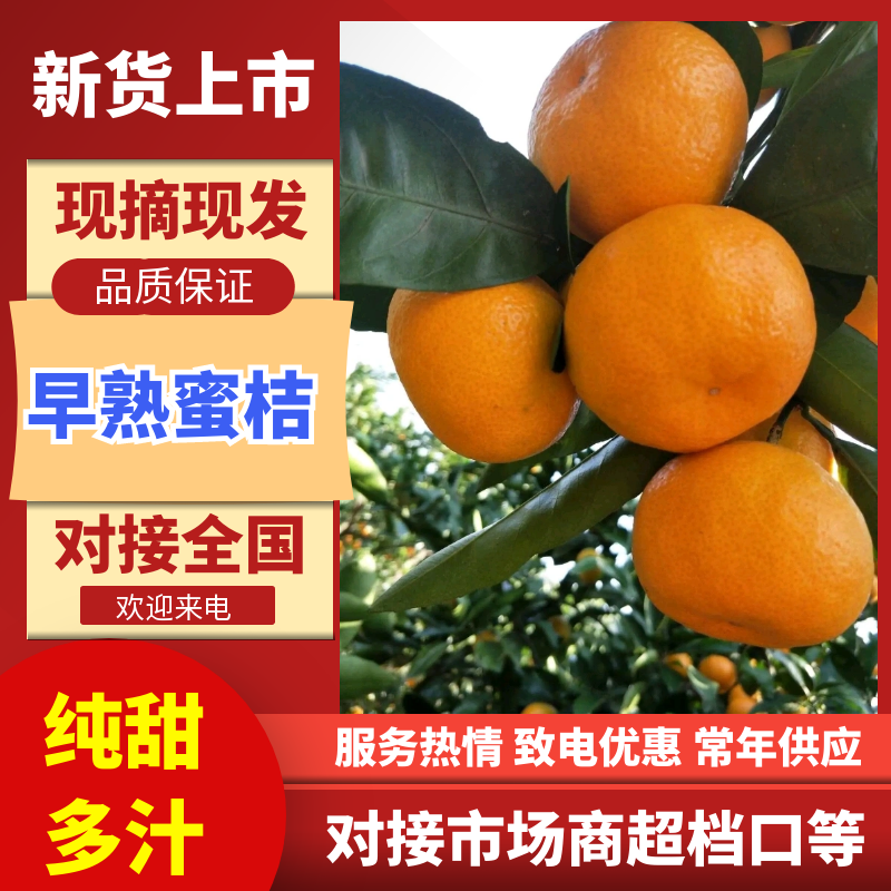 湖南澧县早熟无核蜜橘柑桔皮薄价格美丽品质保证货源足