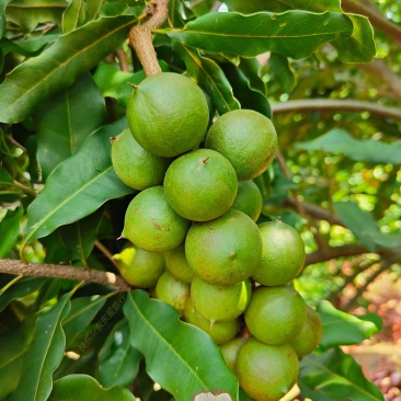 夏威夷果鲜果货源充足