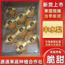 丰水梨现货供货十足周期长提供找货装车服务