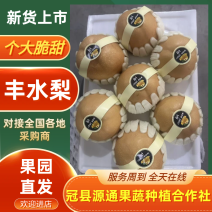 精品丰水梨，专业出口加工、可对接电商平台批发
