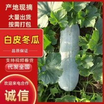 湖北优质长白条冬瓜，一手货源货量充足视频看货欢迎致电