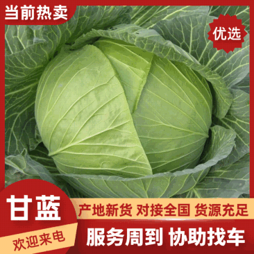 南通甘蓝大量现货供应商基地直供品质优现摘现发欢迎咨询来电