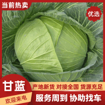 精品甘蓝大量现货供应品质优可视频看货欢迎咨询来电