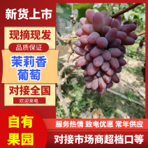 精品茉莉香葡萄🍇，产地大量上市有需要的联系