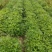 东北花生吉林花生四粒红花生品质保障价格实惠欢迎联系