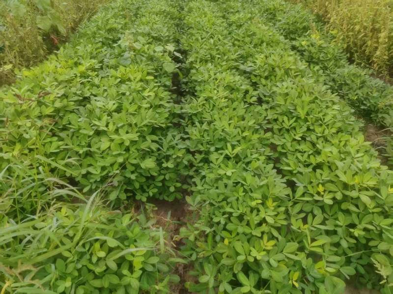 东北花生吉林花生四粒红花生品质保障价格实惠欢迎联系