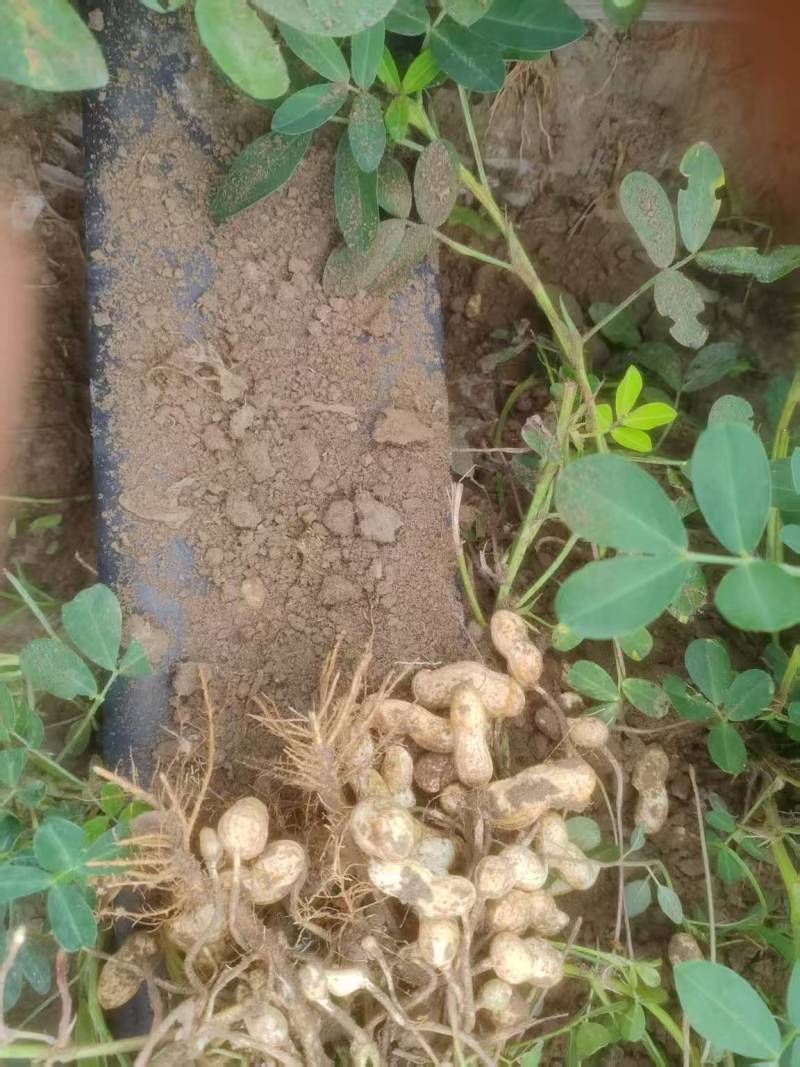 东北花生吉林花生四粒红花生品质保障价格实惠欢迎联系