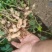 东北花生吉林花生四粒红花生品质保障价格实惠欢迎联系
