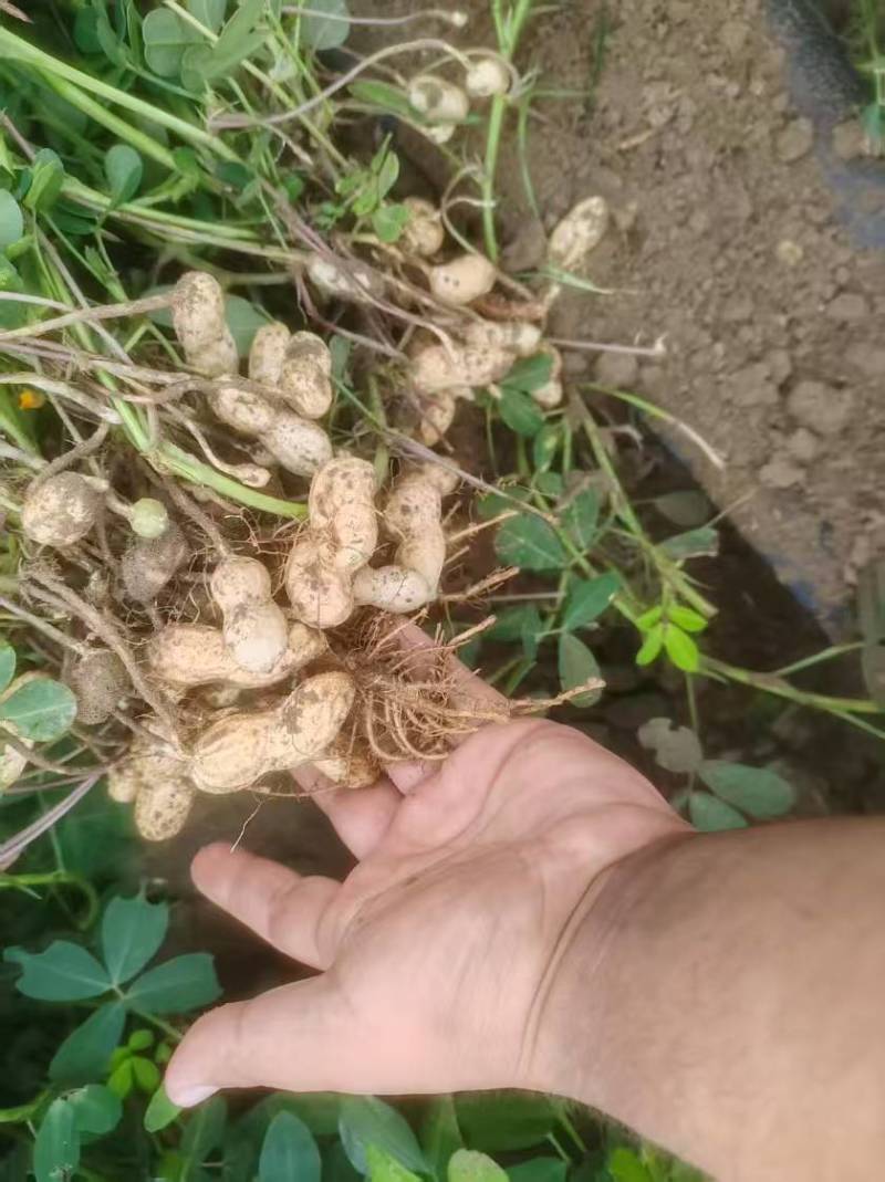 东北花生吉林花生四粒红花生品质保障价格实惠欢迎联系