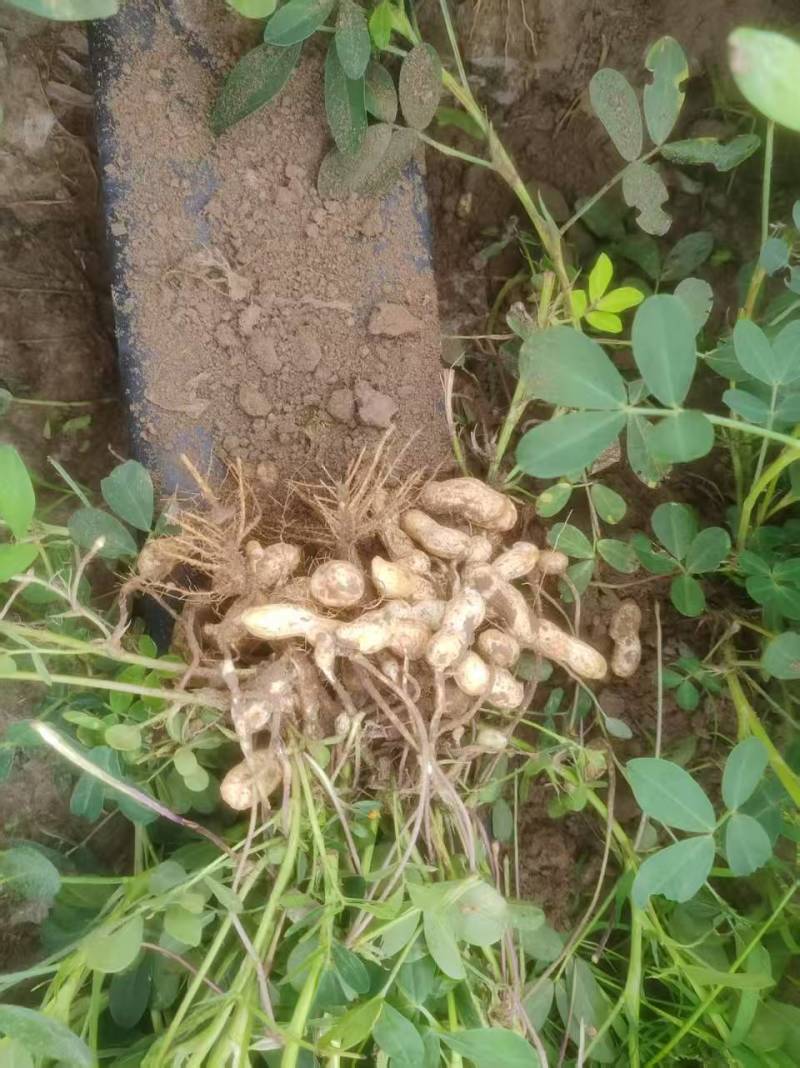 东北花生吉林花生四粒红花生品质保障价格实惠欢迎联系