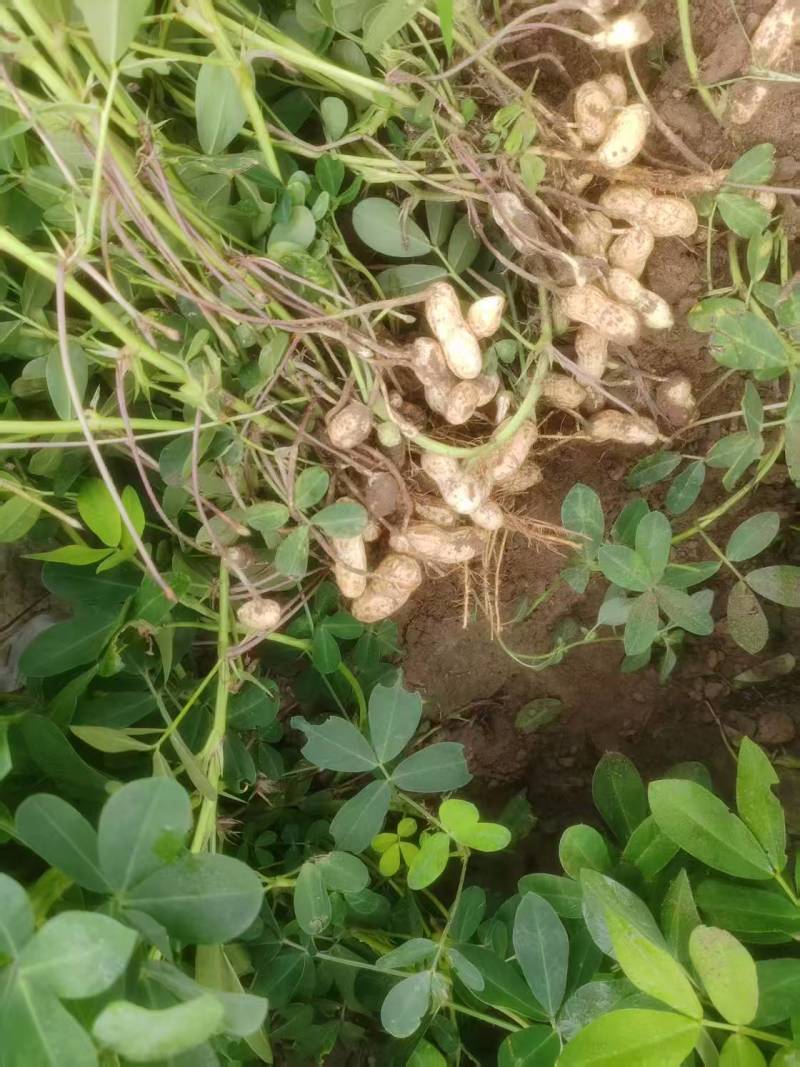 东北花生吉林花生四粒红花生品质保障价格实惠欢迎联系