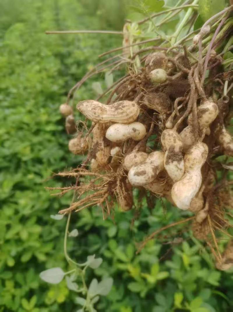 东北花生吉林花生四粒红花生品质保障价格实惠欢迎联系