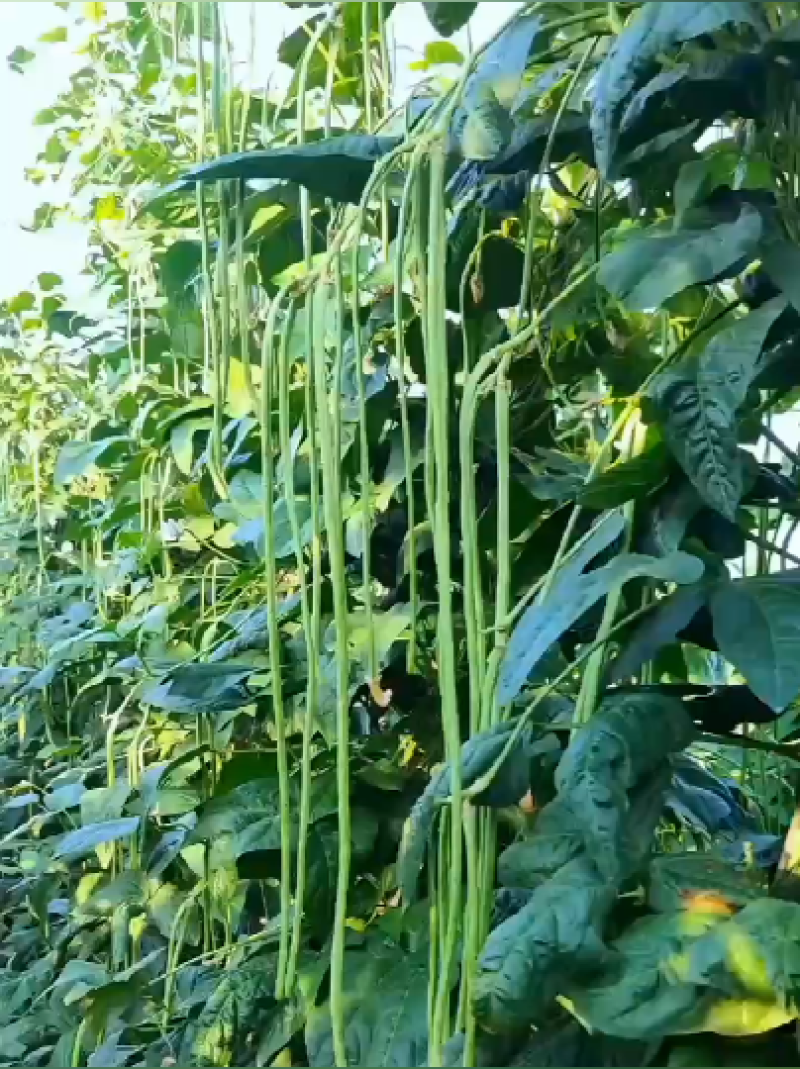 多美丽豆角种子长型肉厚籽少耐老化口感糯嫩基地专用