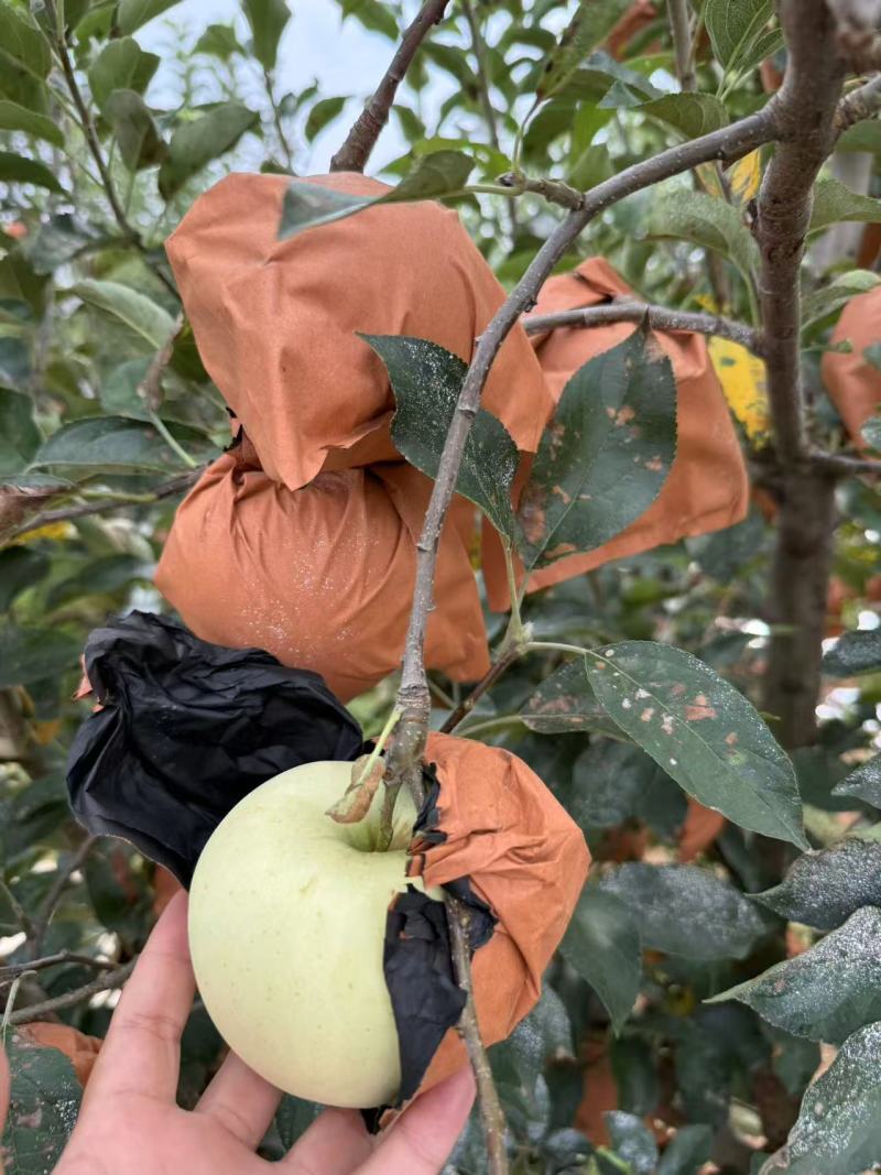 辽宁本地苹果/黄元帅苹果/量大价优/品相好/欢迎咨询