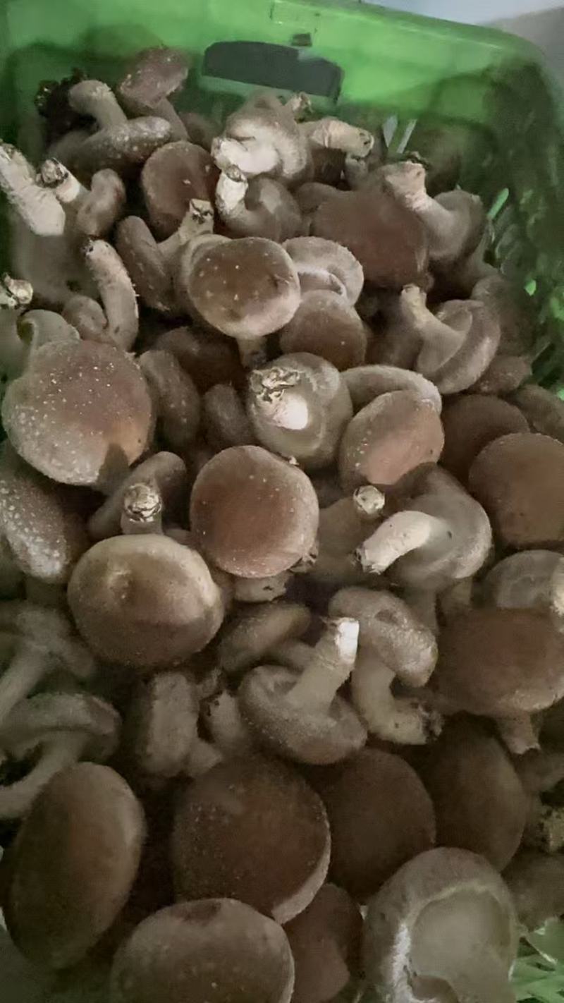 今年新货平台菇，鲜香菇工厂菇大量上市有需要的老板联系