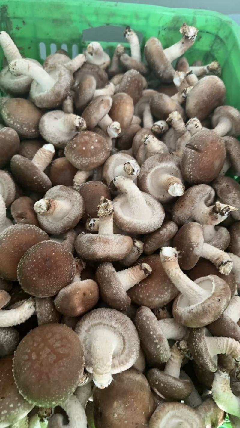 今年新货平台菇，鲜香菇工厂菇大量上市有需要的老板联系