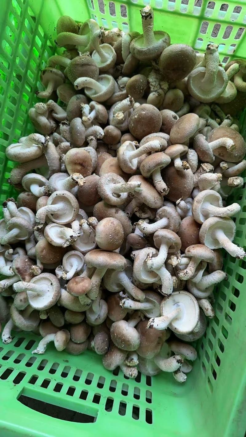 今年新货平台菇，鲜香菇工厂菇大量上市有需要的老板联系