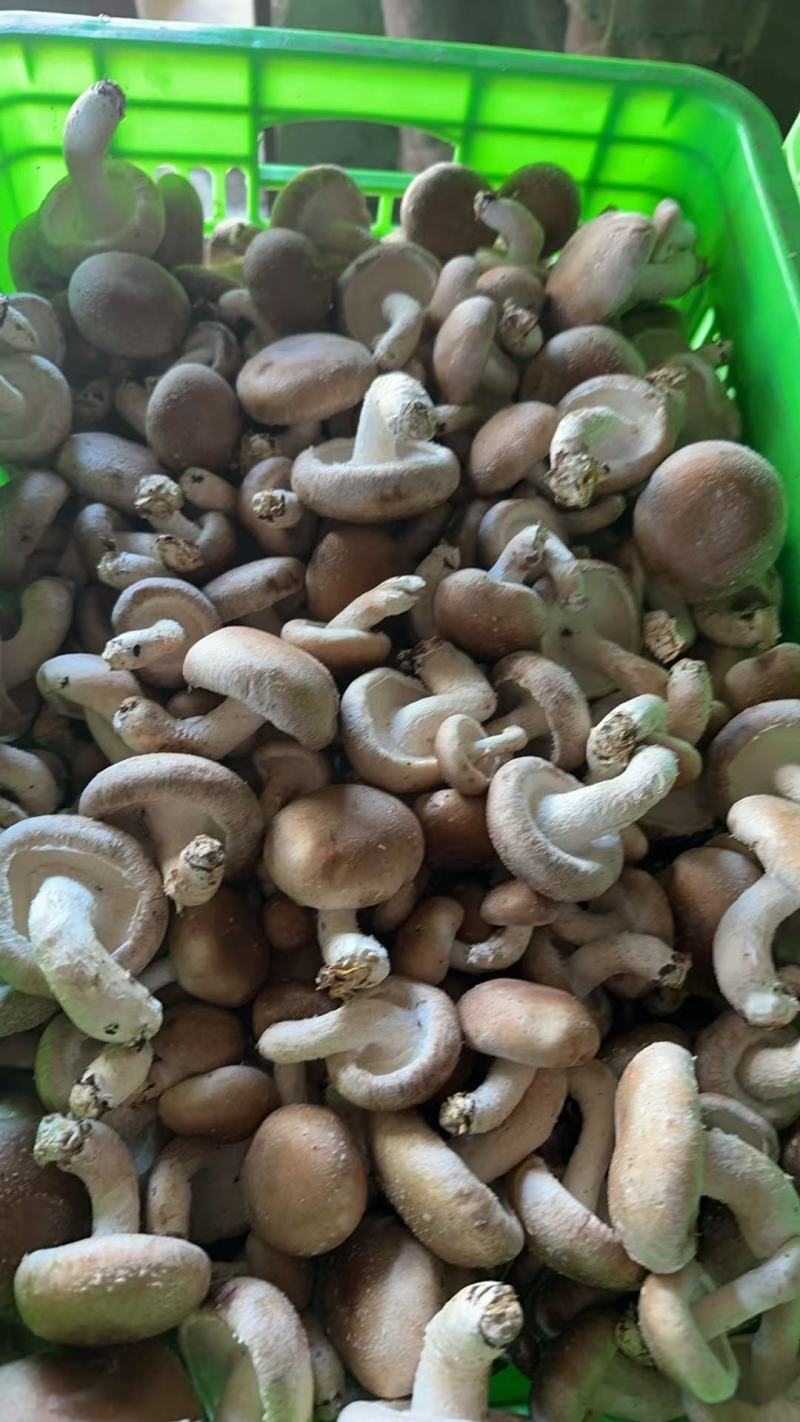 今年新货平台菇，鲜香菇工厂菇大量上市有需要的老板联系