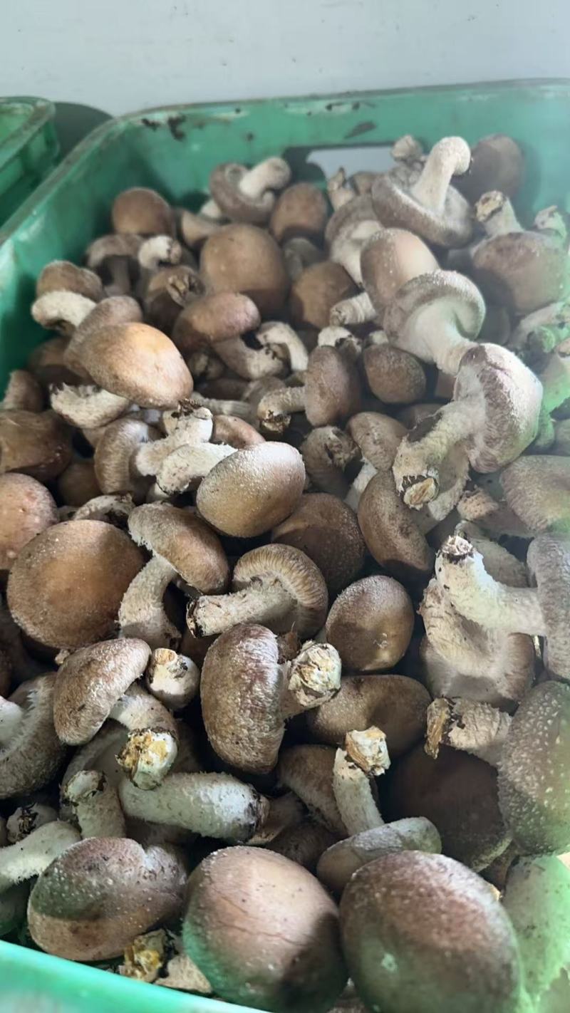 今年新货平台菇，鲜香菇工厂菇大量上市有需要的老板联系