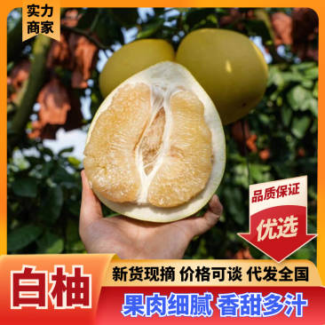 【热卖】白柚湖北柚子果园直采保质保量对接电商市场