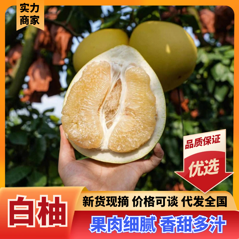 【热卖】白柚湖北柚子果园直采保质保量对接电商市场
