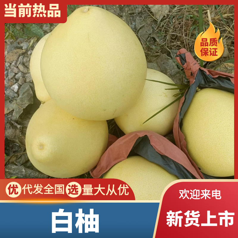 白柚湖北柚子宜昌柚子产地直发品质保障对接全国