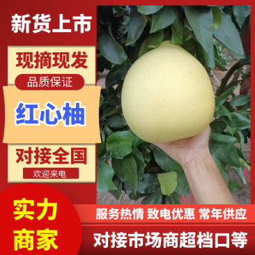 红心柚湖北宜昌柚子一手货源保质保量对接全国等