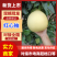 红心柚湖北宜昌柚子一手货源保质保量对接全国等