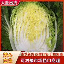 高山黄心白菜湖北白菜口感细腻鲜美品质保障对接全国