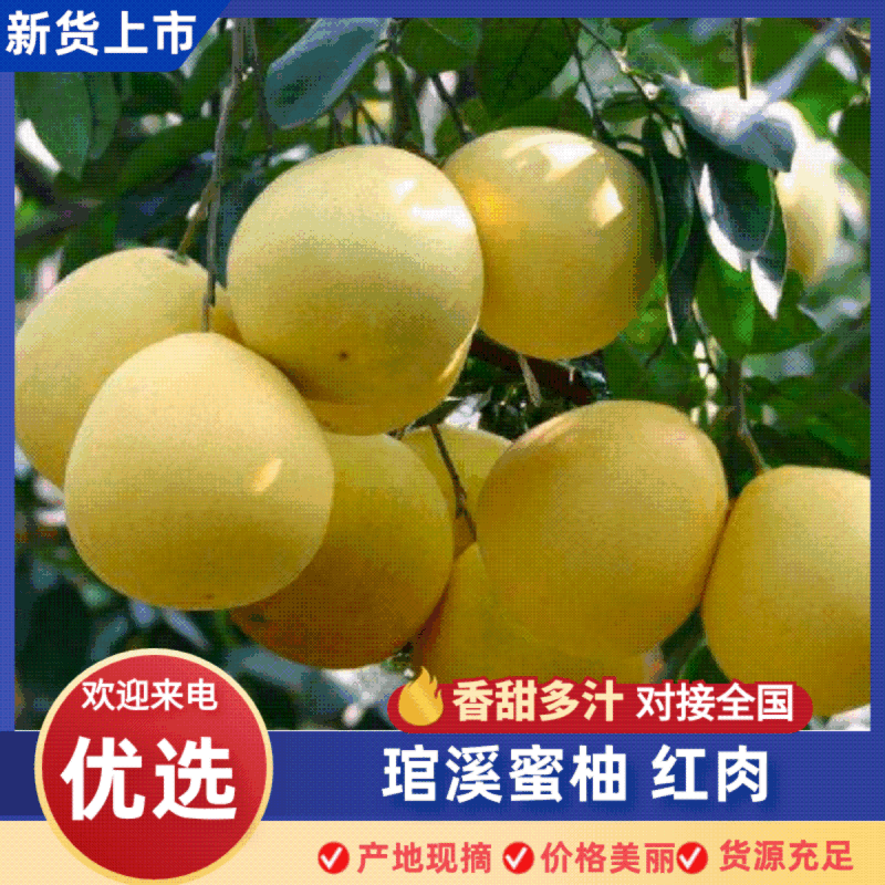 福建漳州柚子琯溪蜜柚红心柚产地直供量大从优实力代发