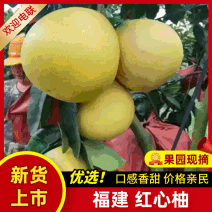 【优选】平和红心柚，蜜柚个大皮薄口感甜，好货低价，视频看货