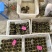 【养殖基地直供】江苏大闸蟹/公蟹蟹黄饱满欢迎来电洽谈