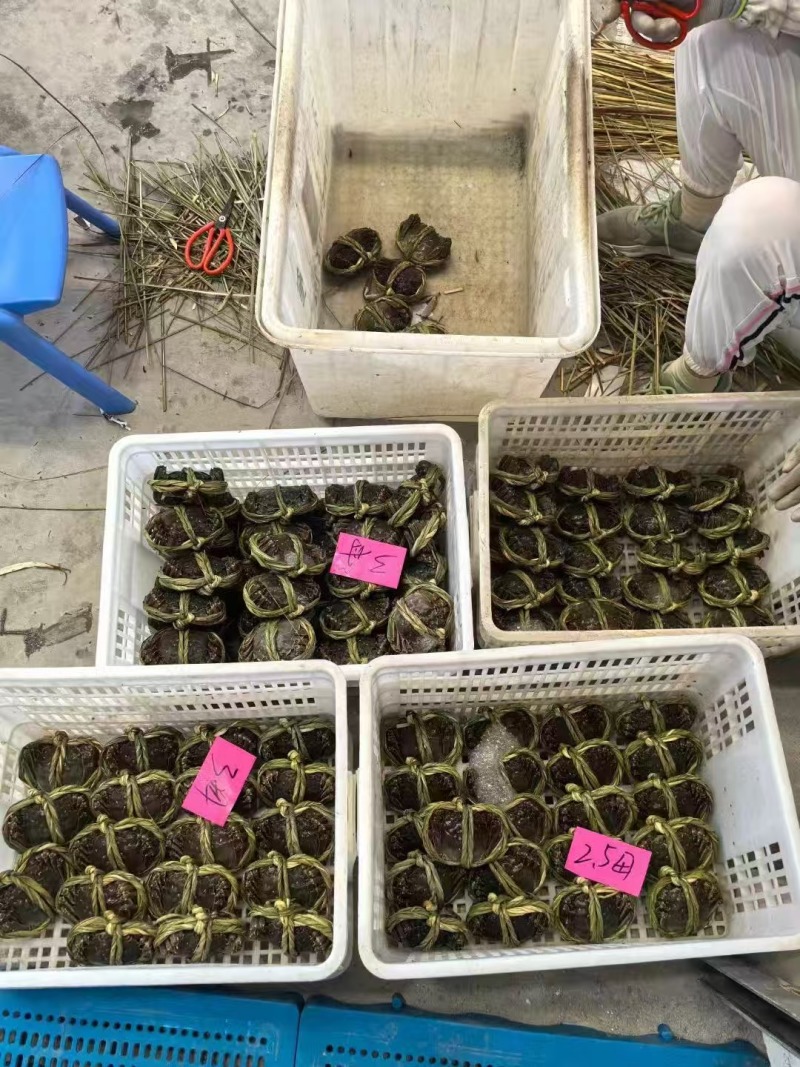 【养殖基地直供】江苏大闸蟹/公蟹蟹黄饱满欢迎来电洽谈