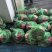【养殖基地直供】江苏大闸蟹/公蟹蟹黄饱满欢迎来电洽谈