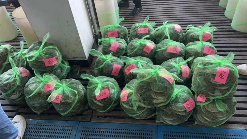 【养殖基地直供】江苏大闸蟹/公蟹蟹黄饱满欢迎来电洽谈