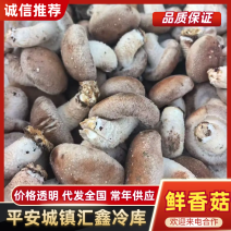 今年新货平台菇，鲜香菇工厂菇大量上市有需要的老板联系
