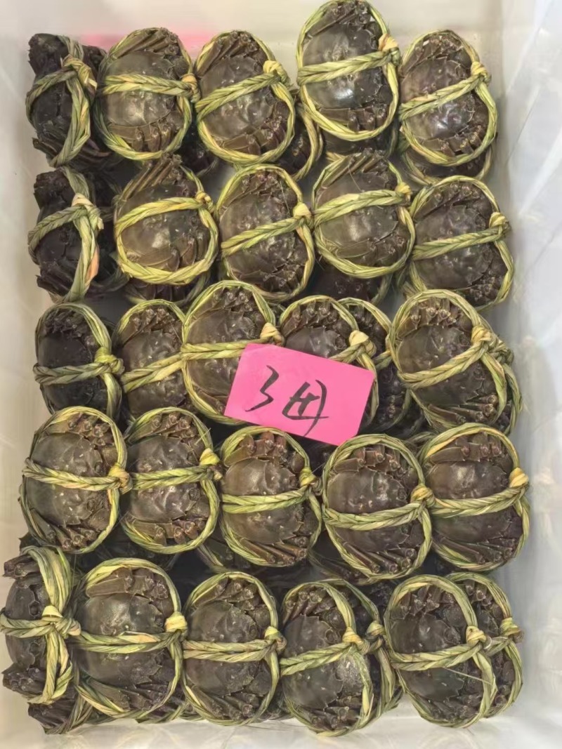 江苏精品大闸蟹塘口直供足斤足两品质保障可视频看货