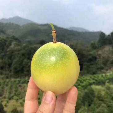 【福建钦蜜9号黄金百香果】自带蜂蜜5斤非紫香新鲜水果批发