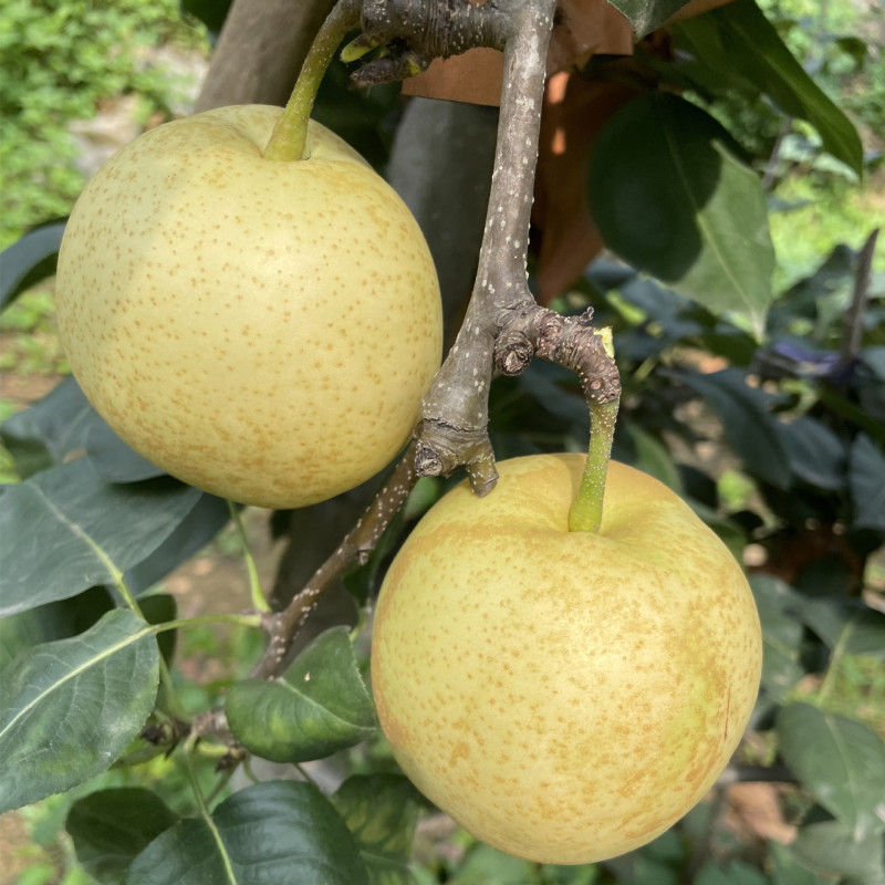 【京东可选蒙阴头茬苹果梨】现摘现发细腻甜蜜5斤新鲜水果
