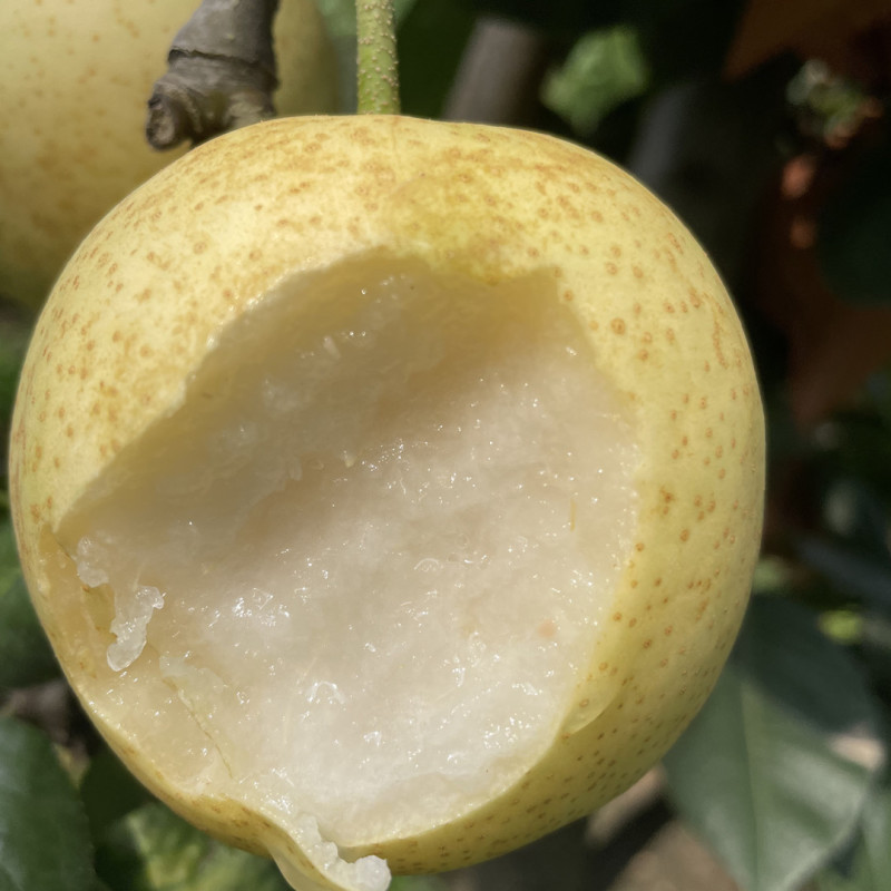 【京东可选蒙阴头茬苹果梨】现摘现发细腻甜蜜5斤新鲜水果