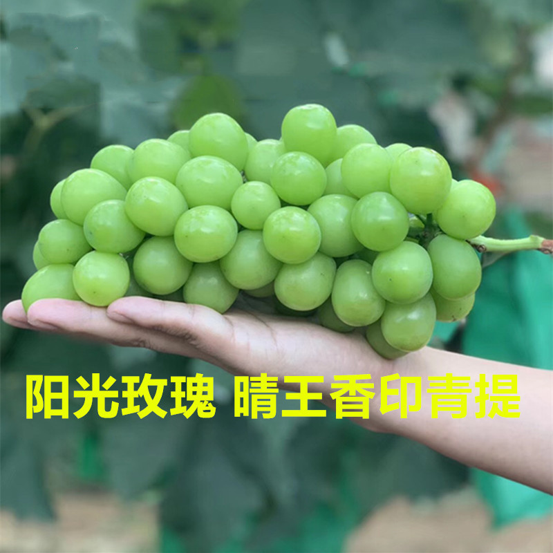 【京东中通晴王·阳光玫瑰青提葡萄】当季现摘4斤新鲜水果