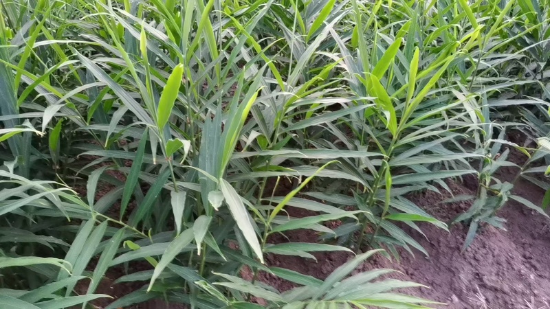 小黄姜生姜基地直销量大质优价格优惠欢迎采购咨询
