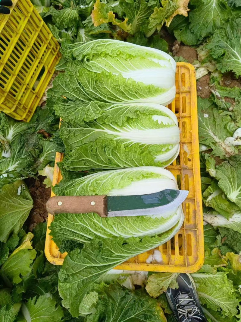 黄心白菜陕西白菜规格齐全产地大量现货供应。视频看货发全国