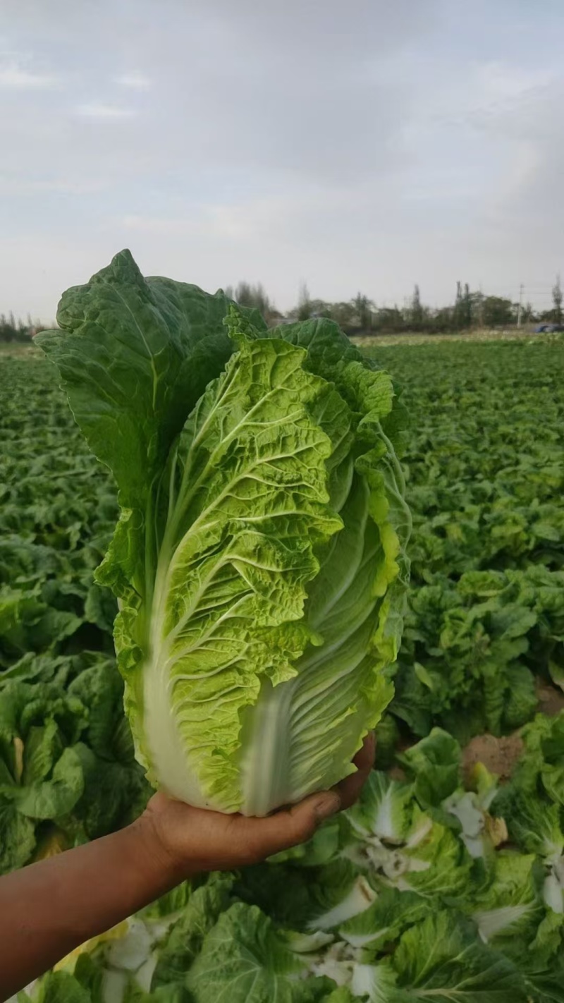 黄心白菜陕西白菜规格齐全产地大量现货供应。视频看货发全国